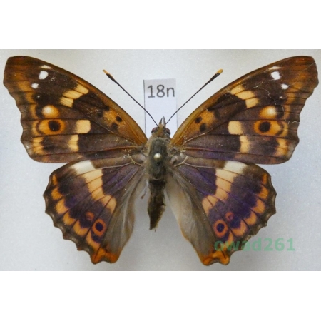 Apatura ilia f. clytie Czech18n